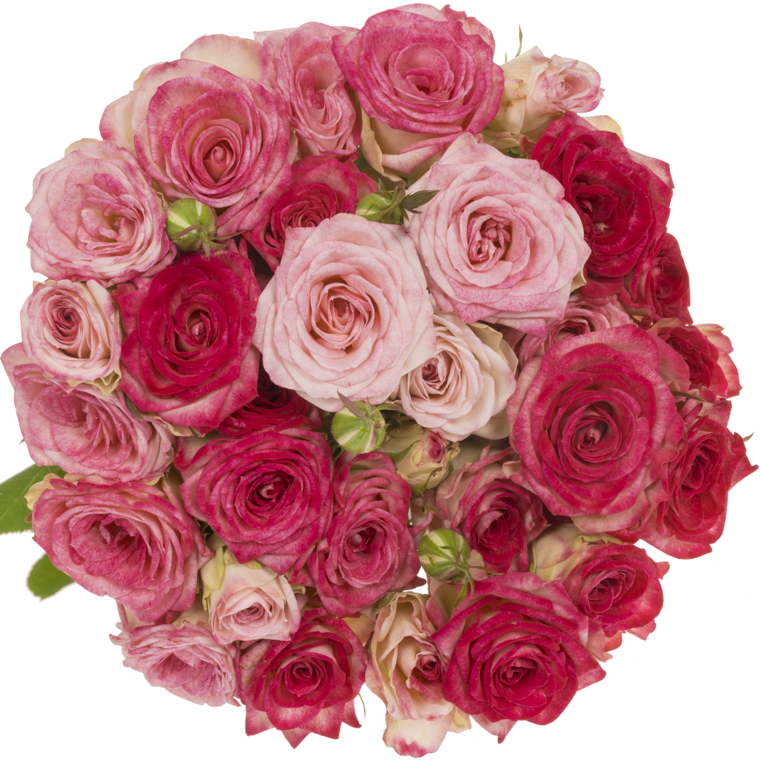 Rose verzweigt fuchsia Bonbon 4+Blüte 60cm