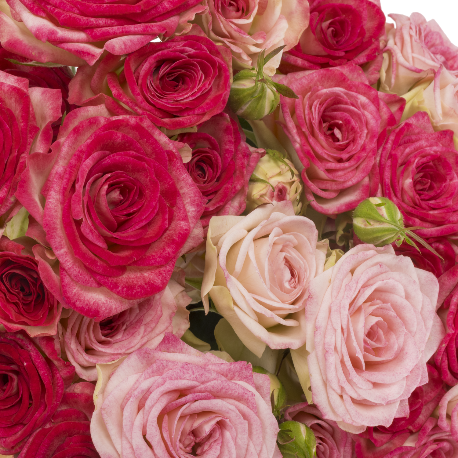 Rose verzweigt fuchsia Bonbon 4+Blüte 60cm