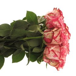 Rose creme/rosa Barracuda 40cm