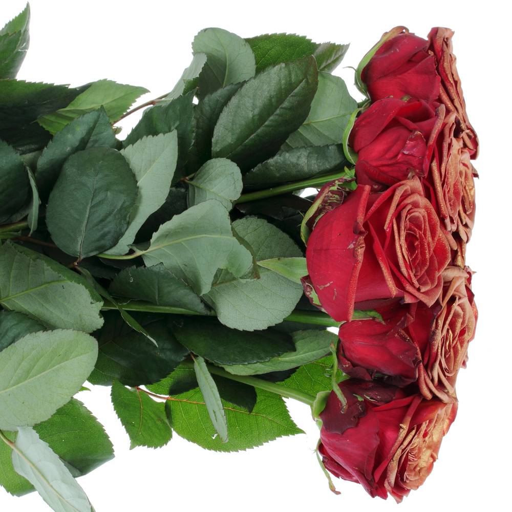 Rose dunkel rot/kupfer Red Naomi Antique Gefärbt 70cm