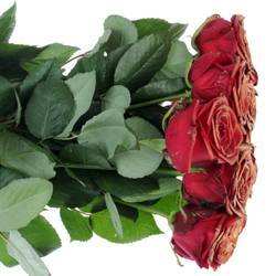 Rose dunkel rot/kupfer Red Naomi Antique Gefärbt 70cm