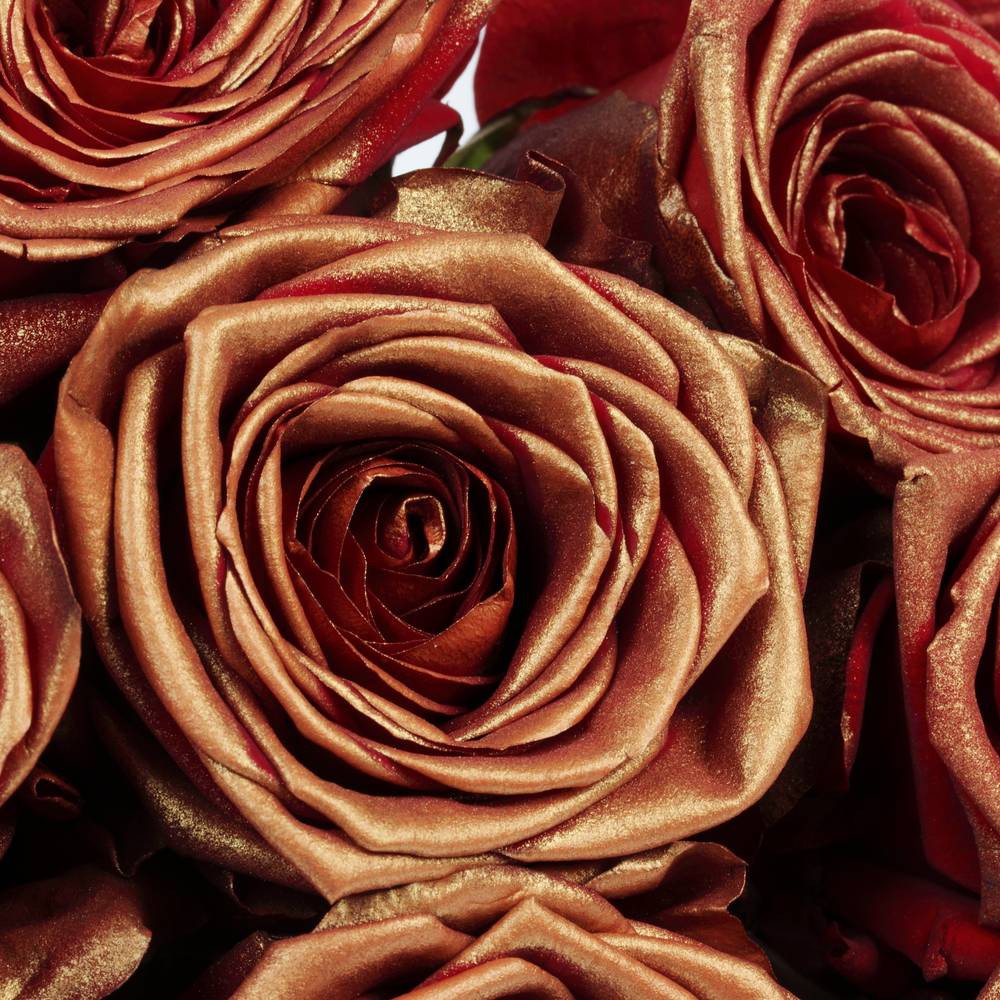 Rose dunkel rot/kupfer Red Naomi Antique Gefärbt 70cm