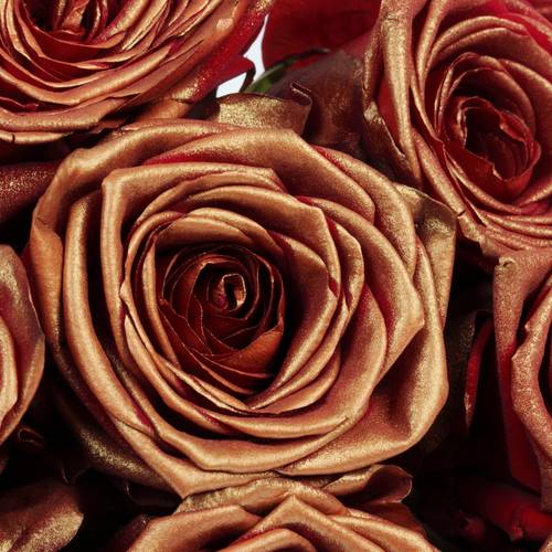 Rose dunkel rot/kupfer Red Naomi Antique Gefärbt 70cm