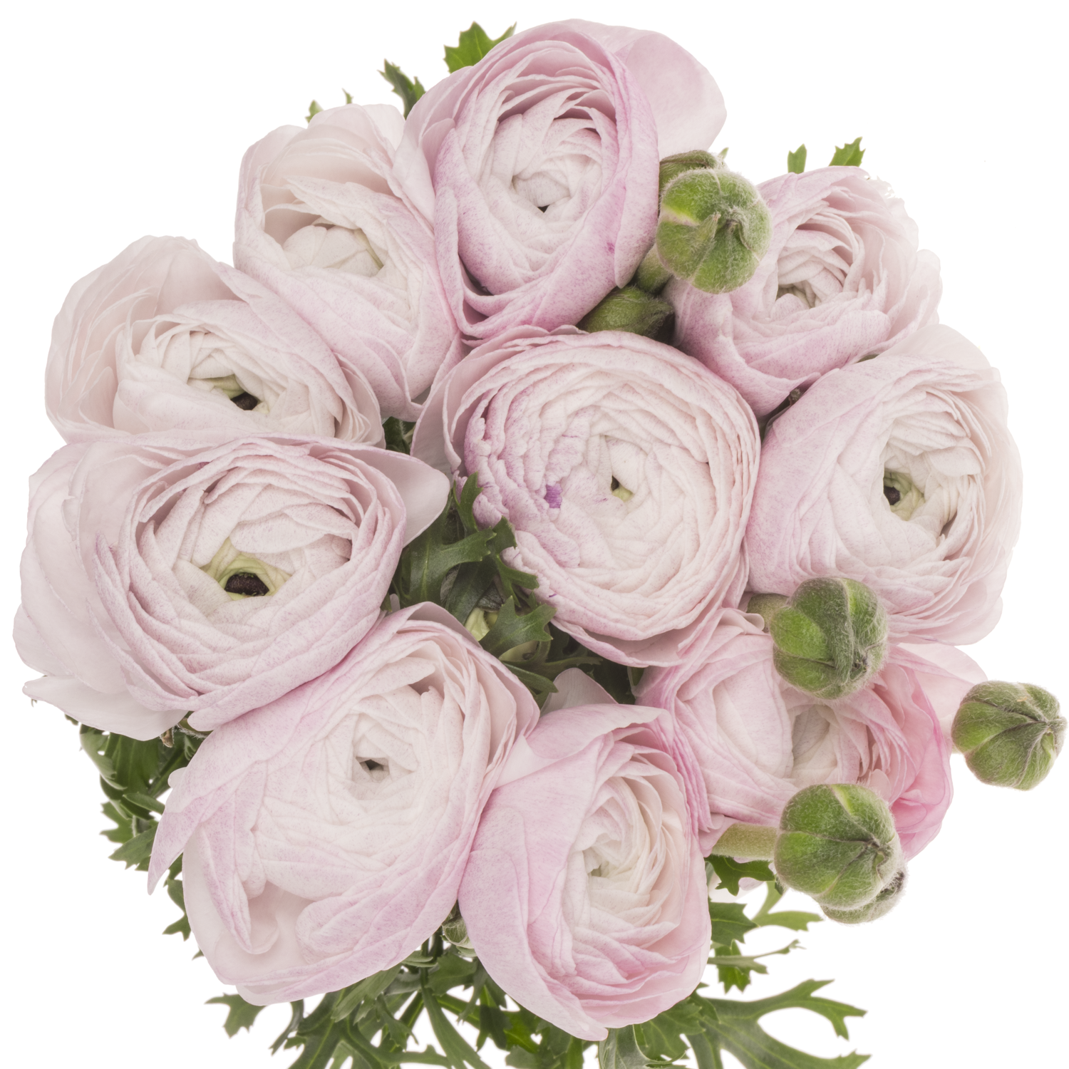 Ranunkel milka Cloni Nebbia 45cm