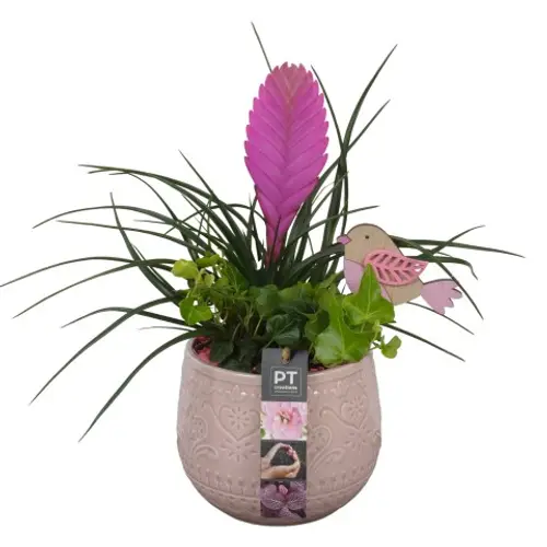 Frühling.Arr PTIB9023 T14 H033