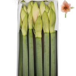 Amaryllis Krt.lachs  Rilona x8