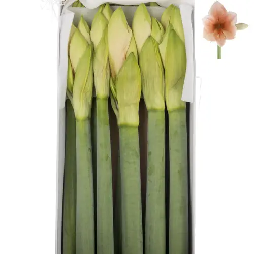 Amaryllis Krt.lachs  Rilona x8