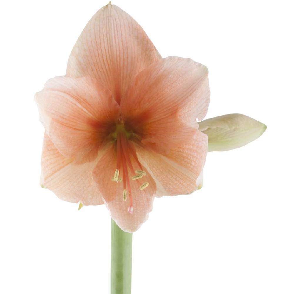 Amaryllis Krt.lachs  Rilona x8