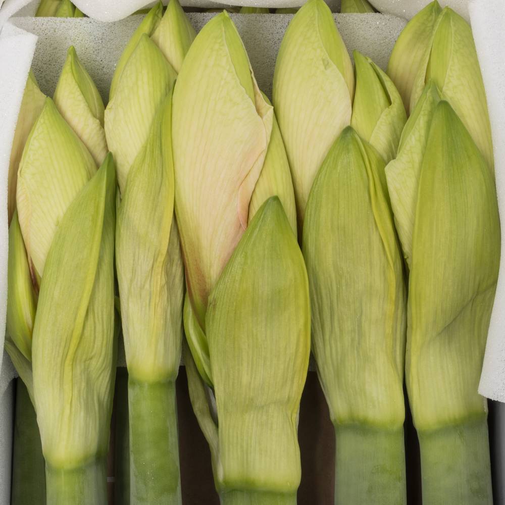 Amaryllis Krt.lachs  Rilona x8
