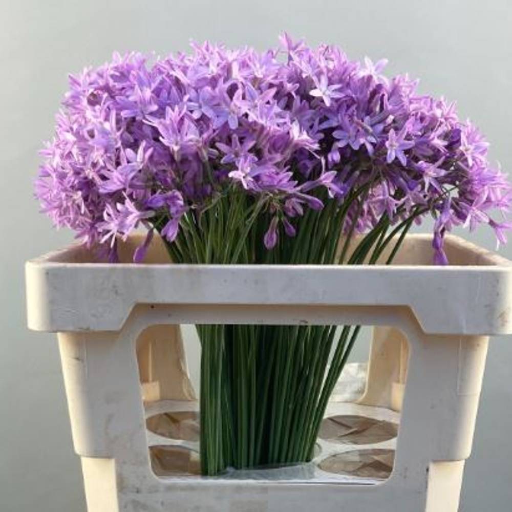 Allium MilkaTulbaghia 50cm