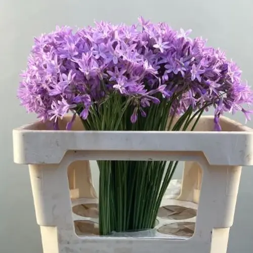 Allium MilkaTulbaghia 50cm