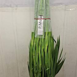 Gladiole weiss Piet M hlen 95 cm