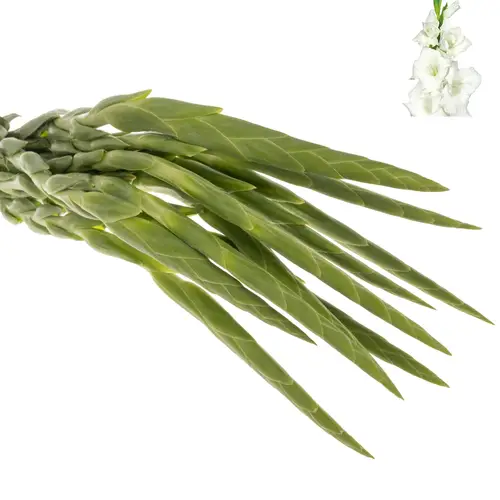Gladiole weiss Piet M hlen 95 cm