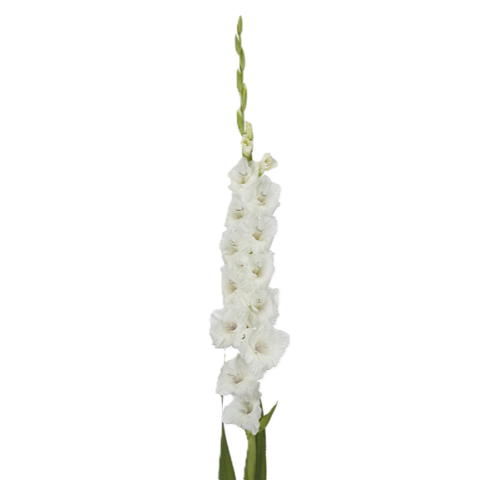 Gladiole weiss Piet M hlen 95 cm