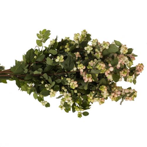 Schneebeere hell rosa Magical Mandy 65cm