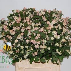 Schneebeere hell rosa Magical Mandy 65cm
