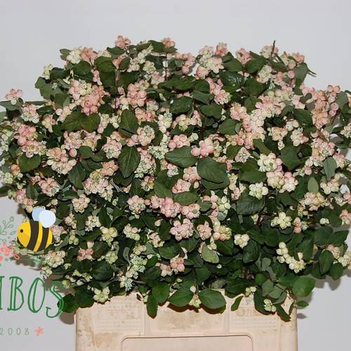 Schneebeere hell rosa Magical Mandy 65cm