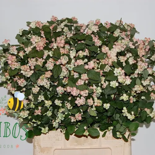 Schneebeere hell rosa Magical Mandy 65cm