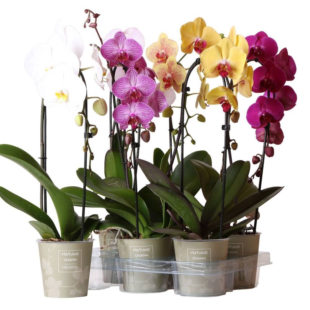Phal.1-R mix Niagara Falls T12 H050