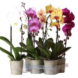 Phal.1-R mix Niagara Falls T12 H050