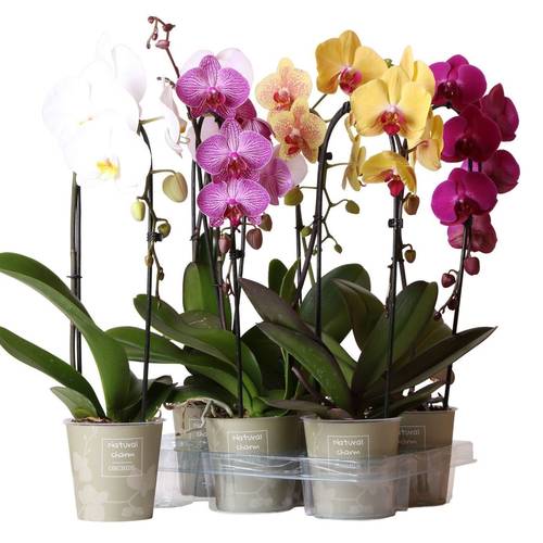 Phal.1-R mix Niagara Falls T12 H050
