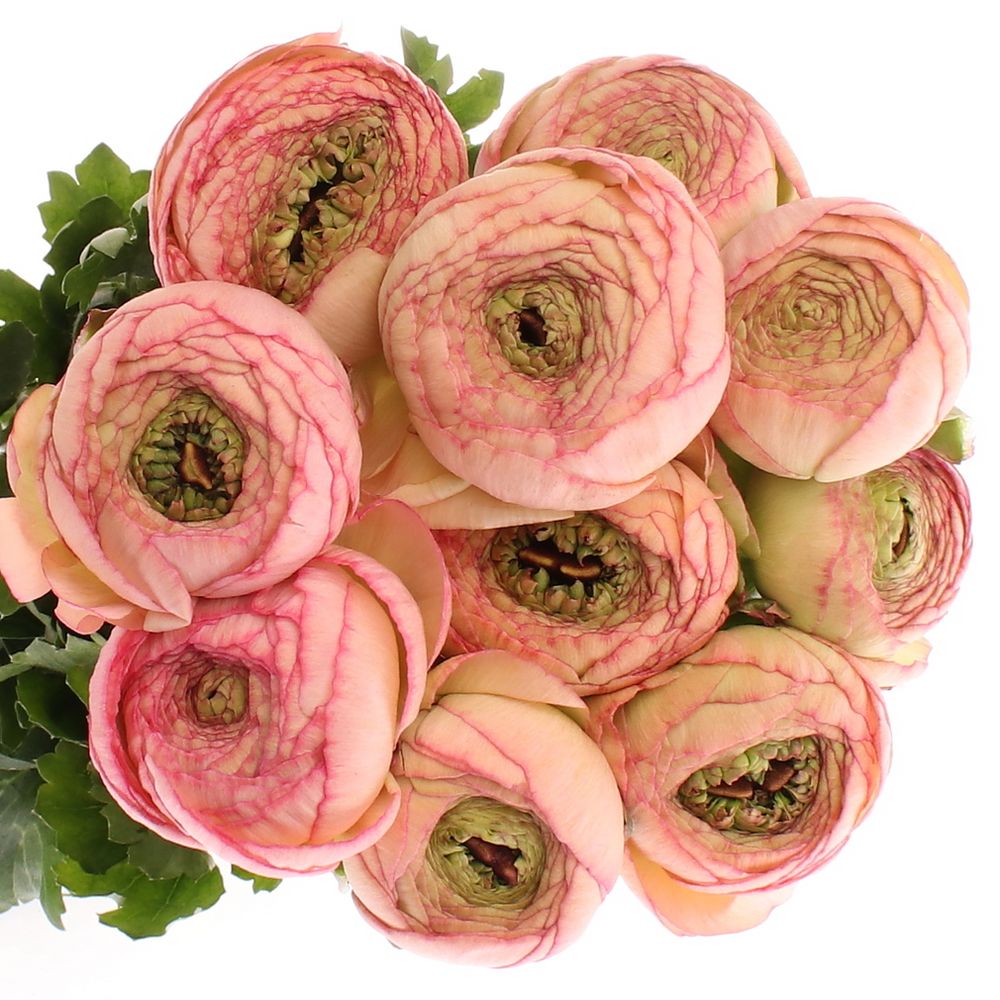 Ranunkel lachs/rosa Venere 40cm Extra