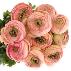Ranunkel lachs/rosa Venere 40cm Extra