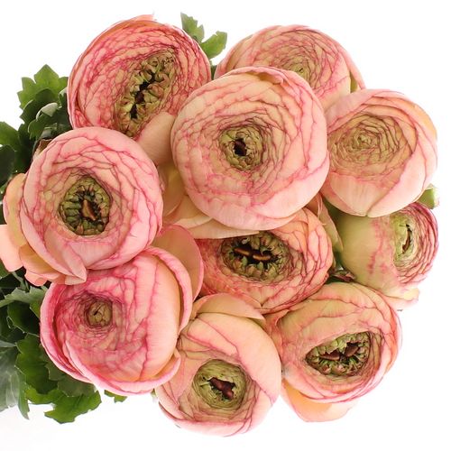 Ranunkel lachs/rosa Venere 40cm Extra