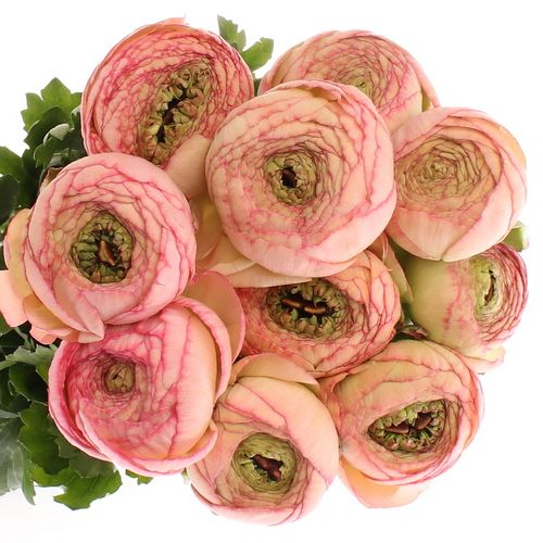 Ranunkel lachs/rosa Venere 40cm Extra