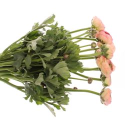 Ranunkel lachs/rosa Venere 40cm Extra