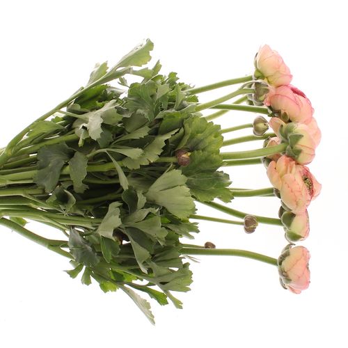 Ranunkel lachs/rosa Venere 40cm Extra