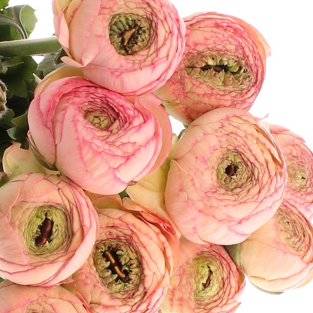 Ranunkel lachs/rosa Venere 40cm Extra