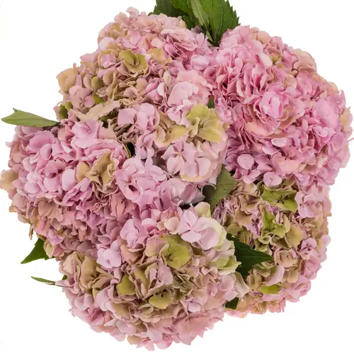 Hortensie rosa/grün Symphony classic Bol 17cm 60cm