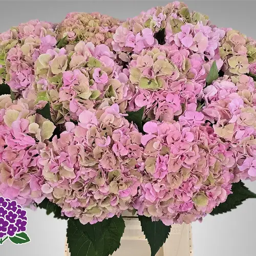 Hortensie rosa/grün  Symphonie Cl Bol 19cm 60cm