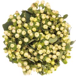 Hypericum weiss Snowprince 40cm