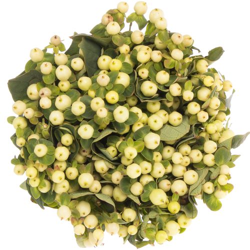 Hypericum weiss Snowprince 40cm