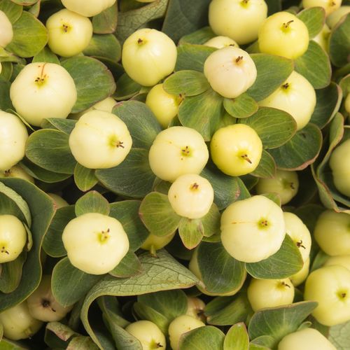 Hypericum weiss Snowprince 40cm