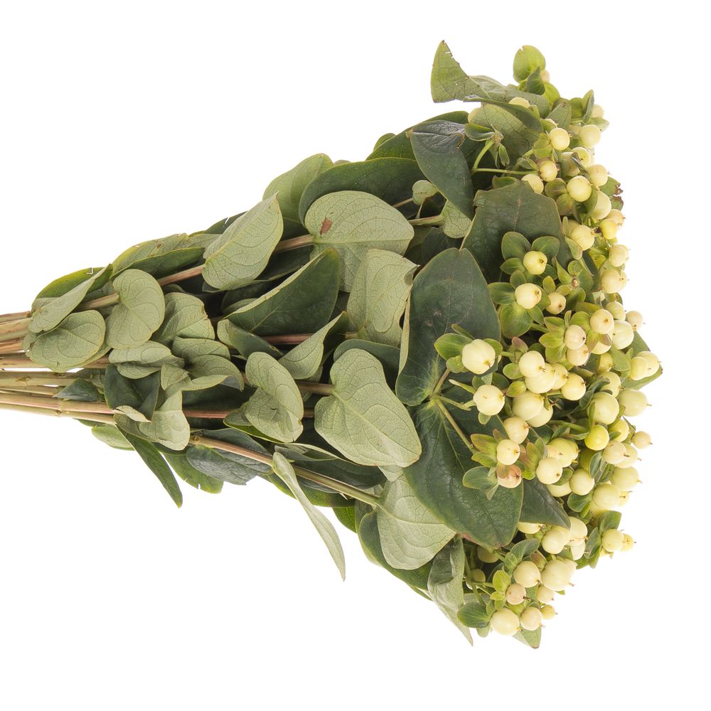 Hypericum weiss Snowprince 40cm