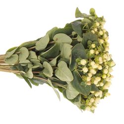 Hypericum weiss Snowprince 40cm