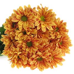 Chrys.Tros orange Palette 70 Gramm 70cm