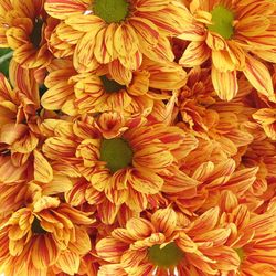 Chrys.Tros orange Palette 70 Gramm 70cm