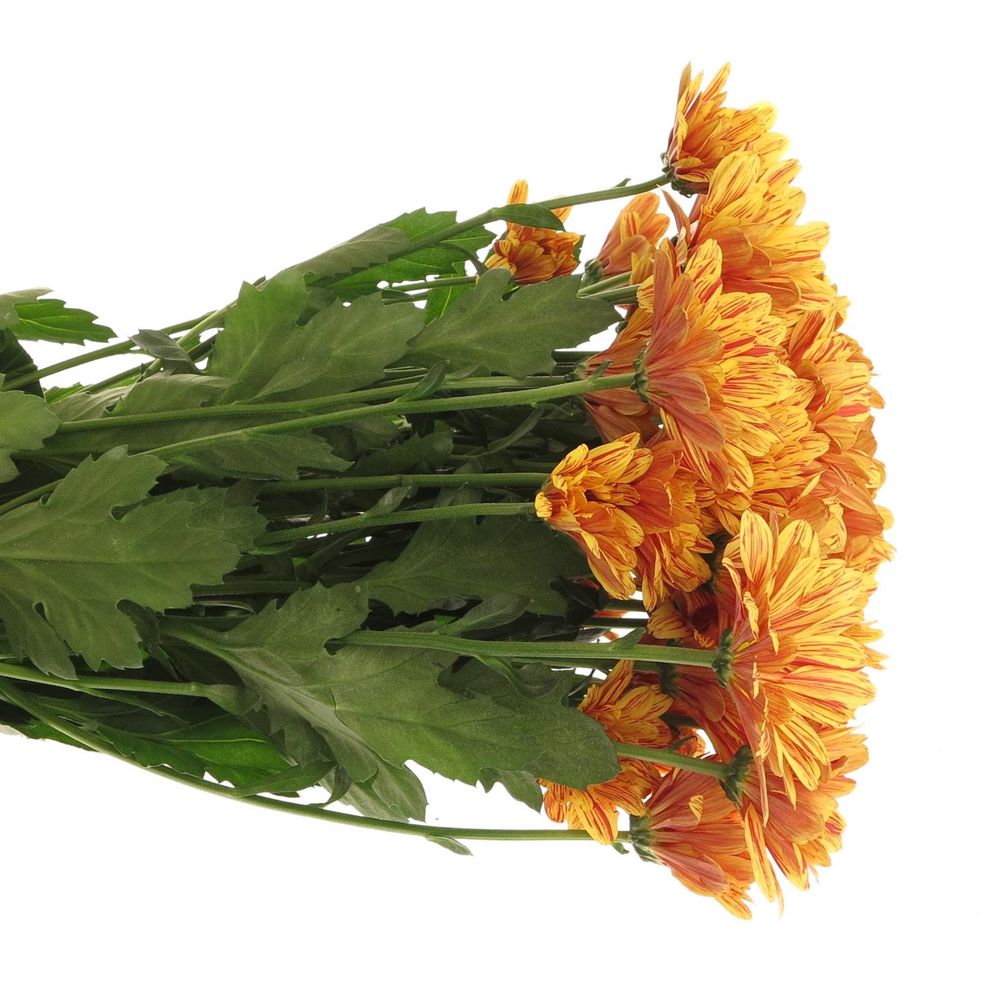 Chrys.Tros orange Palette 70 Gramm 70cm