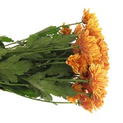 Chrys.Tros orange Palette 70 Gramm 70cm