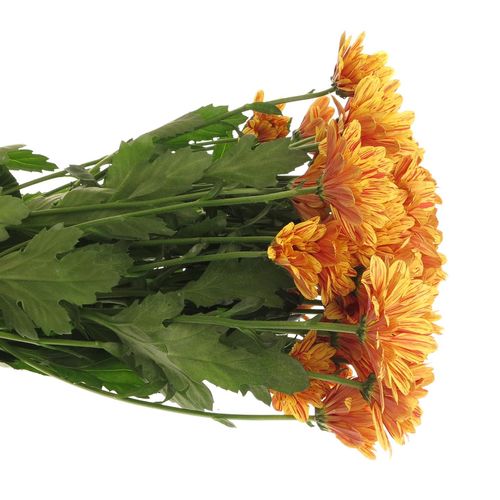 Chrys.Tros orange Palette 70 Gramm 70cm