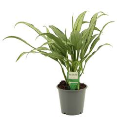 Aglaonema Cutlass T12 H35
