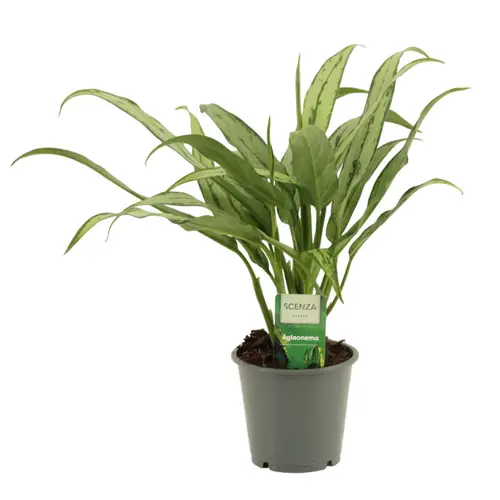 Aglaonema Cutlass T12 H35