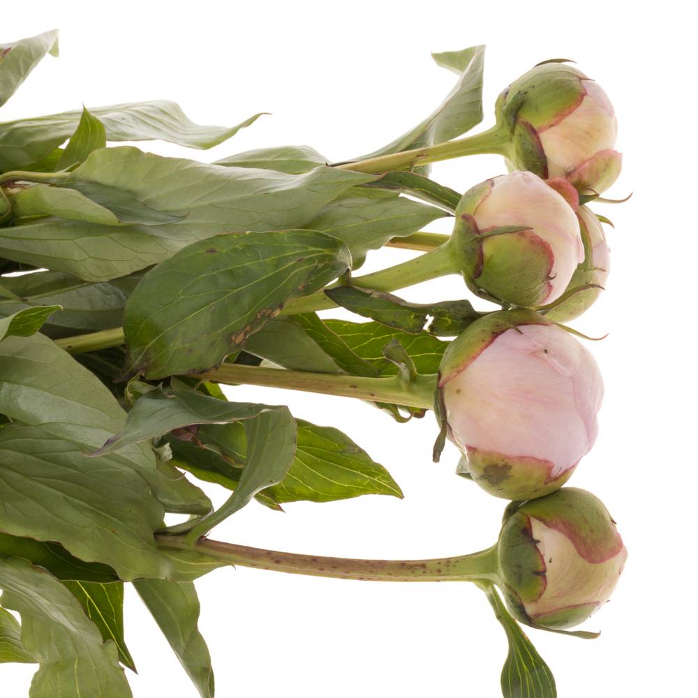 Pfingstrose rosa Alertie Frankreich 60cm