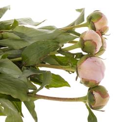 Pfingstrose rosa Alertie Frankreich 60cm