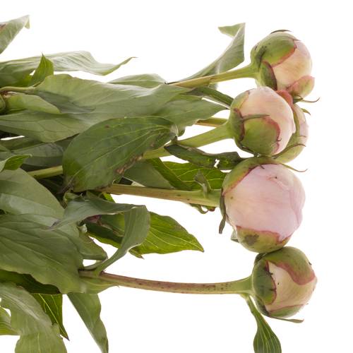 Pfingstrose rosa Alertie Frankreich 60cm