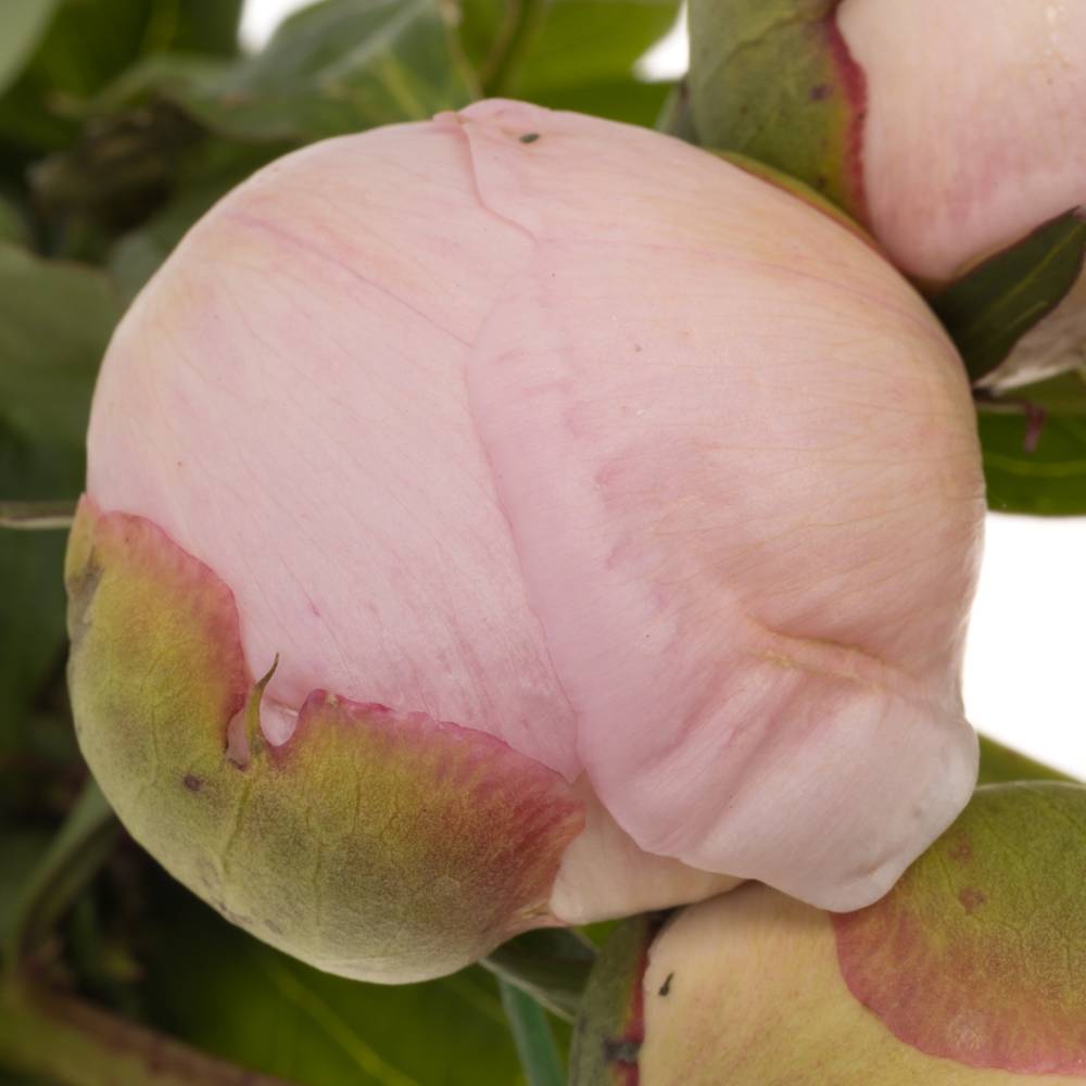 Pfingstrose rosa Alertie Frankreich 60cm